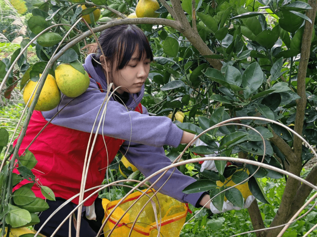 “柚”到丰收季，团团助农忙——邵家桥镇团委开展助农志愿服务活动