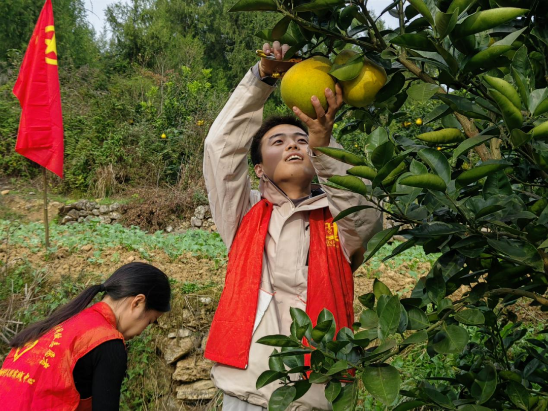 “柚”到丰收季，团团助农忙——邵家桥镇团委开展助农志愿服务活动