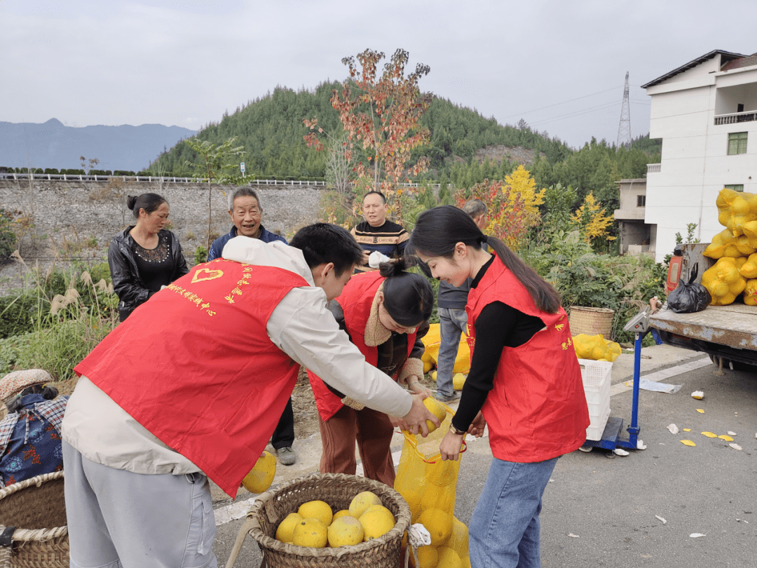 “柚”到丰收季，团团助农忙——邵家桥镇团委开展助农志愿服务活动