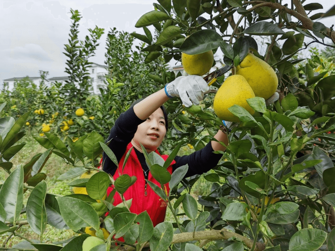 “柚”到丰收季，团团助农忙——邵家桥镇团委开展助农志愿服务活动