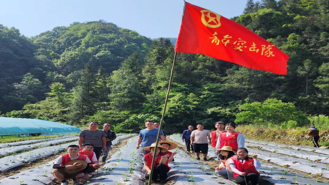 牛郎镇青年志愿者积极参与栽种辣椒苗，助力乡振兴工作