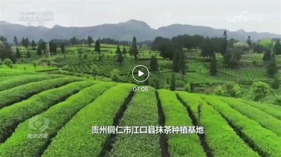 全国第一，全球第二！  央视《焦点访谈》用7分钟报道贵州抹茶