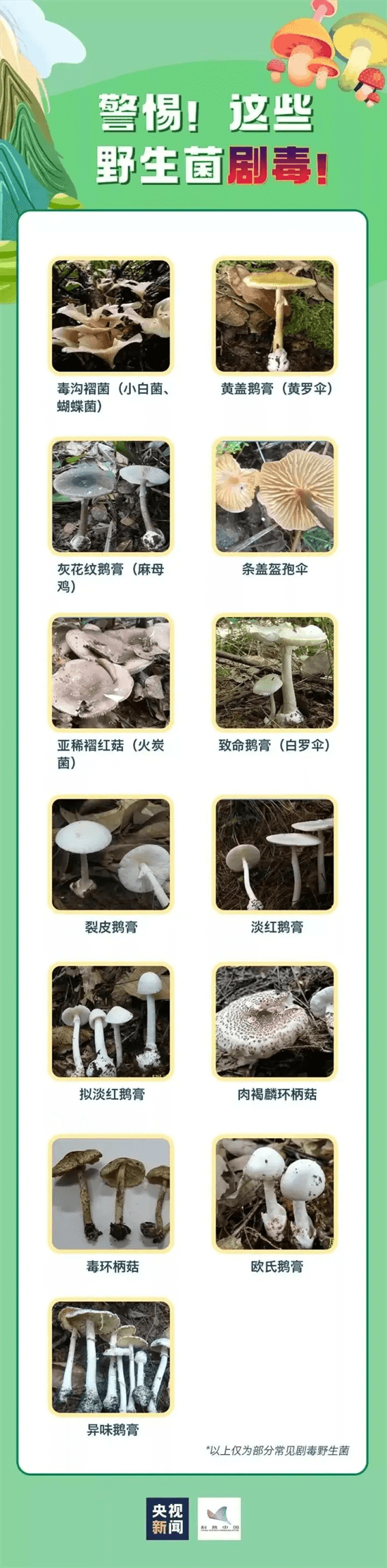 健康科普丨食用野生菌中毒防控知识要点